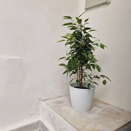 Casa Da Judiaria Apartment Evora Exterior photo